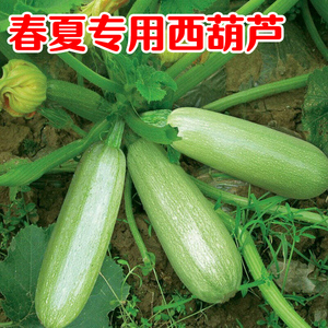 西葫芦种子西葫芦种籽高产四季春季西葫芦苗秧夏秋季蔬菜种孑大全