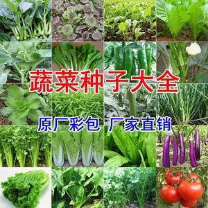 家庭蔬菜种子四季阳台盆栽
