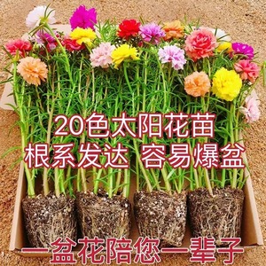 重瓣太阳花盆栽苗