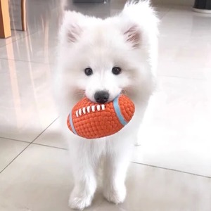 狗狗玩具发声球