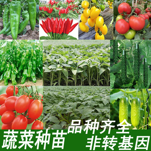 蔬菜种苗