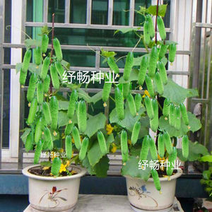 黄瓜种子盆栽