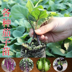 茄子苗蔬菜幼苗秧苗紫长茄紫圆茄各种蔬菜瓜果苗阳台盆栽蔬菜幼苗