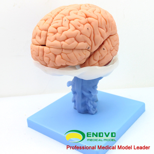 颐诺ENOVO人体大脑解剖模型
