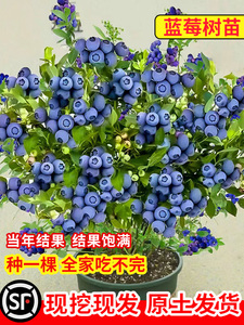 蓝莓树果苗