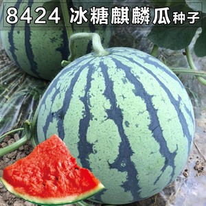 8424麒麟薄皮西瓜种子籽特大高产巨型甜王南方小四季蔬菜水果种孑