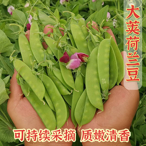 四季豌豆苗种子