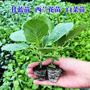 阳台盆栽四季蔬菜苗 - 西兰花苗/绿甘蓝苗/花菜苗 - 新鲜种子苗