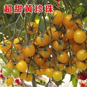 超甜黄珍珠樱桃番茄种子盆栽阳台春季四季苗子西红柿种籽蔬菜种孑