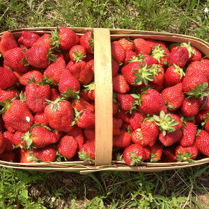 优质奶油草莓苗四季结果