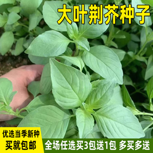 河南大叶荆芥种子盆栽 四季薄荷菜种籽 阳台庭院蔬菜优选