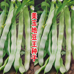 高产地豆王种子 矮生四季豆 无蔓芸豆 不搭架菜园蔬菜籽