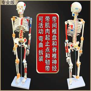 人体骨骼模型仿真小白骷髅骨架脊椎神经可拆卸解剖医学潮流玩具85