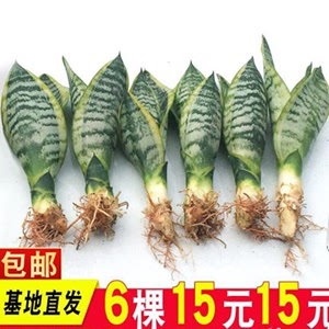 金边虎皮兰盆栽绿植，多肉室内花卉，点缀新房佳品