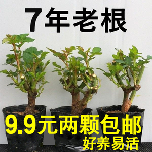 7年老桩玫瑰月季花苗 四季开花阳台庭院浓香盆栽