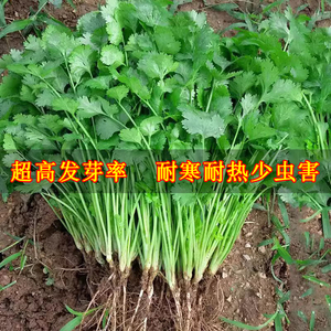 农家四季老品种小叶香菜种子苗 盆栽速生蔬菜种籽 阳台种植优选