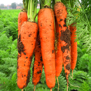 优质红罗水果萝卜种子 四季适用 高产胡萝卜籽种 秋冬蔬菜种植首选
