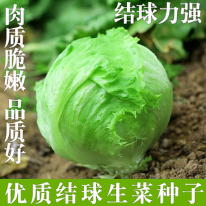 优质结球生菜种子 汉堡包心圆生菜籽 西生菜家庭阳台蔬菜种