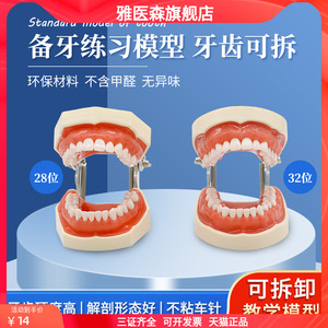 口腔牙科树脂离体牙模型 可拆卸缝标准假牙模型 医生练习考试专用