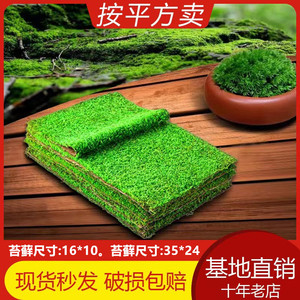 鲜活苔藓微景观盆栽材料 - 白发藓短绒青苔 - 适用于水陆缸假山造景