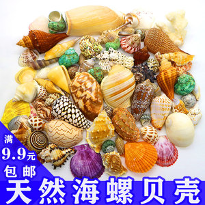 天然贝壳海螺DIY螺壳材料包 寄居蟹替换壳 海星鱼缸装饰造景 儿童玩具