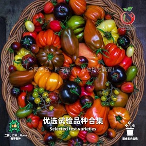 优选试验品种 种子猎人 甜度天花板 高产番茄种子 F11F3F4F10F1216B1A18