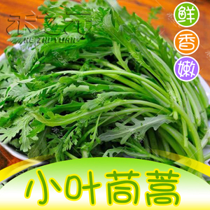 四季易种农家小叶茼蒿种子 耐热耐寒皇帝菜籽 青菜蔬菜种籽大全