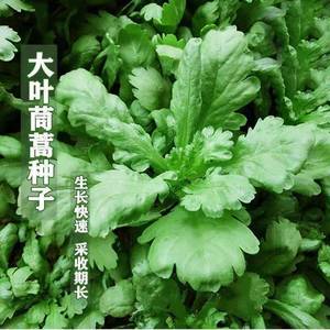 大叶茼蒿种子 高产耐热耐寒阳台盆栽四季播种皇帝菜籽