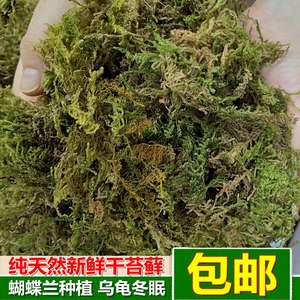 天然干苔藓青苔蝴蝶兰石斛种植专用营养土 乌龟冬眠保湿垫材