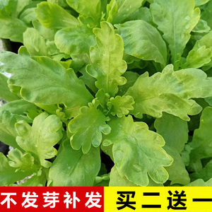 大叶光杆茼蒿菜籽 高产耐热抗寒 四季阳台盆栽蔬菜种子