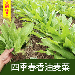 四季通用农家孔雀菜油麦菜籽种子盆栽蔬菜种籽