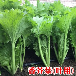 【农家精选】秋季清香碧玉叶芥菜种子 小青菜种籽 南方蔬菜种子 梅干沙拉优选