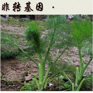 四季种植非转基因割茬茴香籽 阳台盆栽易种高产蔬菜种子 韭菜香味浓