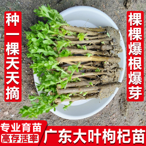 南方大叶枸杞树苗 新鲜蔬菜枸杞子盆栽 四季可种食用枸杞叶苗