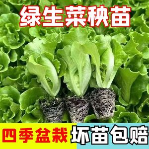 奶油孔雀菜 意大利生菜王 四季苗秧带土种植苗