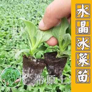 寿光四季盆栽冰菜苗 幼苗大苗冰草种苗 新鲜蔬菜秧苗