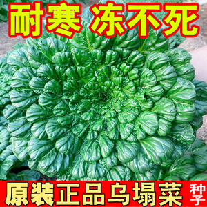 特耐寒乌塌菜种子 秋冬种植 小八叶黄心塌菜籽 菊花菜种子