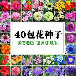 四季花卉种子套餐 包邮易种阳台盆栽花籽 家庭园艺优选