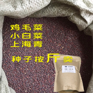 速生鸡毛菜籽 四季阳台盆栽小白菜 上海青小油菜籽 快速生长青菜种子