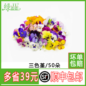 【高档花艺】50朵新鲜三色堇+花角堇+鸢尾花礼盒 酒店西餐摆盘装饰佳品