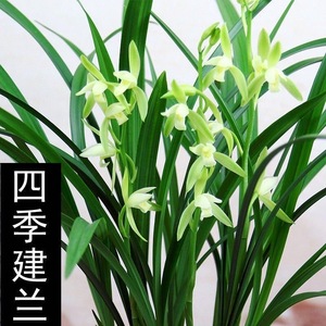 【四季开花】翁源建兰大凤素兰花苗 浓香型室内绿植盆栽 当年开花好养活