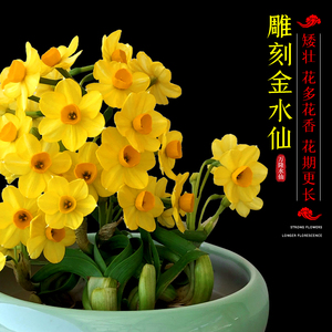 漳州金水仙雕刻精美种球 带花苞水养植物 室内桌面年宵花卉