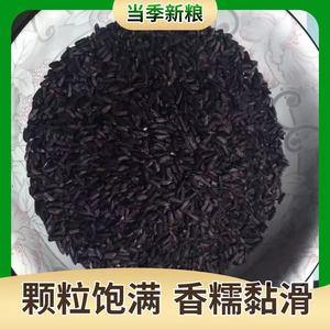 云南特产新紫米酒酿原料墨江老品种血糯米黑糯米五谷杂粮低脂粗粮饭