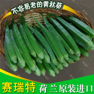 黄秋葵种子精选 绿皮四季可种 春季秋葵苗秧 水果蔬菜种子 秋冬种植 农家优选 日本引进