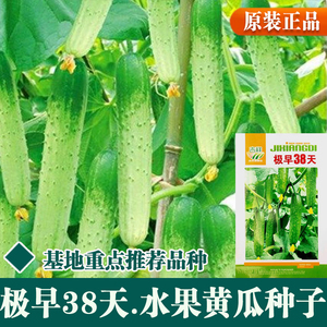 东北绿瓤旱黄瓜种子 水果黄瓜 绿剑品种 高产压趴架