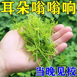 传承秘方神经性嗡嗡响耳鸣特效药 年老性突发性耳响正品保障