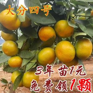 大分四号柑橘苗 嫁接桔子苗 特早熟蜜桔果树苗 当年结果 地栽常绿苗