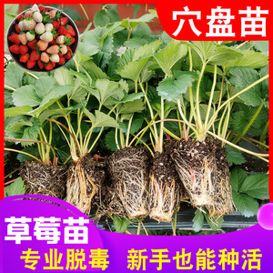 丹东99红颜奶油草莓苗盆栽 冬季四季种植 带营养土新鲜苗秧