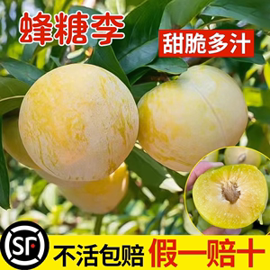 特大晚熟蜂糖李子树苗嫁接 青脆脱骨南北方种植 三华李果树苗