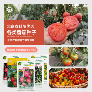 京研原味水果西红柿种子 普罗旺斯粉果铁皮柿子 阳台种植优选种籽